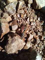 Polistes nimpha