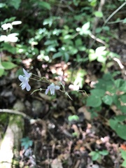 Hylodesmum nudiflorum
