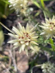 Phylica plumosa