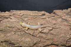 Gehyra mutilata
