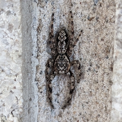 Platycryptus undatus