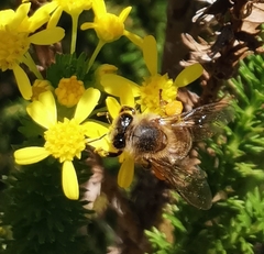 Apis mellifera capensis