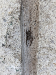 Platycryptus undatus