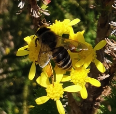 Apis mellifera capensis