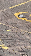 Columba livia domestica