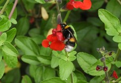 Bombus terrestris