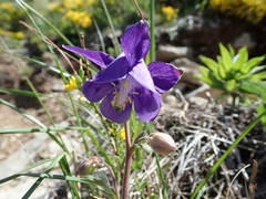 Aquilegia vulgaris