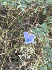 Polyommatus icarus