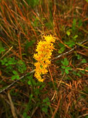 Solidago virgata