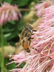 Eristalis arbustorum