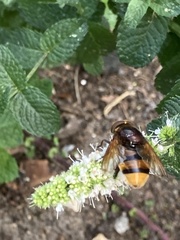 Volucella zonaria