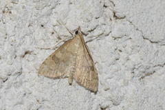 Udea fulvalis