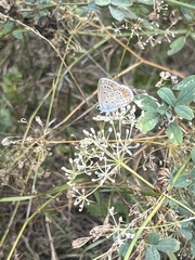 Polyommatus icarus