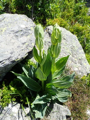 Gentiana lutea