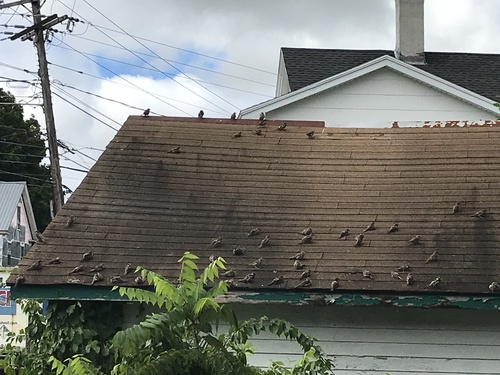 House Sparrow photographed in Maine