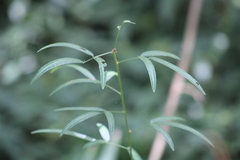Desmodium paniculatum