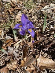 Iris verna
