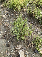 Salicornia