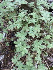 Geranium bicknellii
