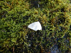 Drepana arcuata
