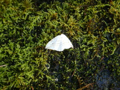 Drepana arcuata