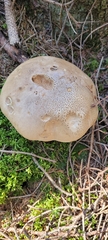Rubroboletus satanas