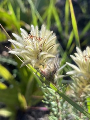 Phylica plumosa
