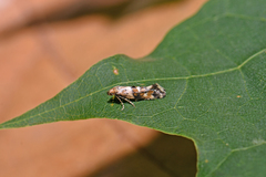 Epermenia scurella