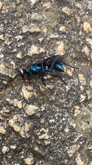 Sphecidae