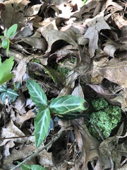 Chimaphila maculata