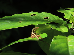 Anolis krugi