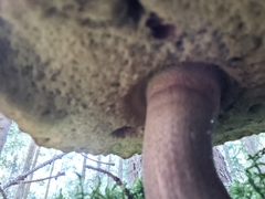 Rubroboletus satanas