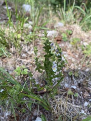 Euphrasia