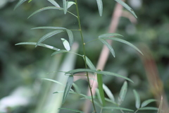 Desmodium paniculatum