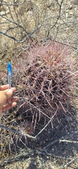 Hamatocactus hamatacanthus hamatacanthus