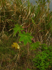 Ricinus communis