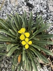 Erysimum capitatum