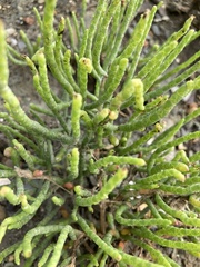 Salicornia