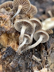 Deconica