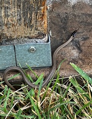 Thamnophis elegans
