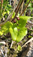 Maianthemum bifolium