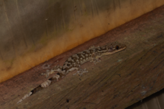 Thecadactylus rapicauda