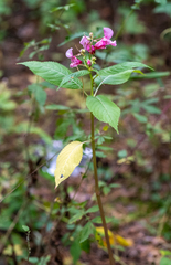 Impatiens glandulifera
