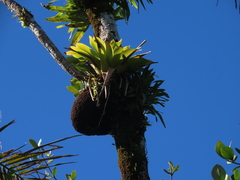 Guzmania