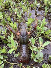 Procambarus