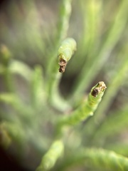 Salicornia