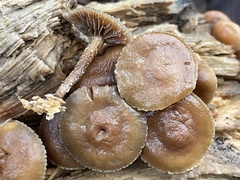 Deconica