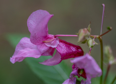 Impatiens glandulifera