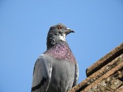 Columba livia domestica