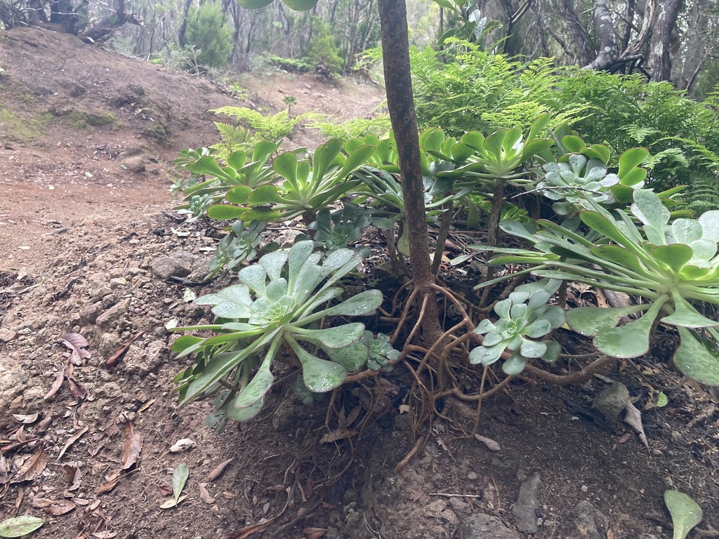 Aeonium ciliatum, Parque Rural de Anaga, Santa Cruz de Tenerife, Santa Cruz de Tenerife, ES